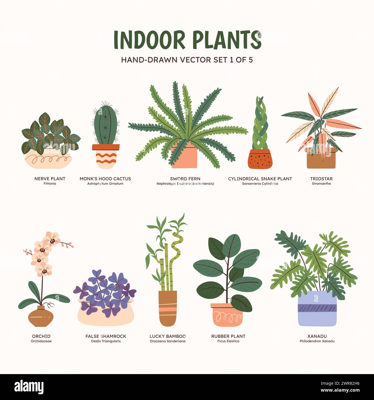 Collection of plants for indoor spaces. Tropical plants, succulents and ...