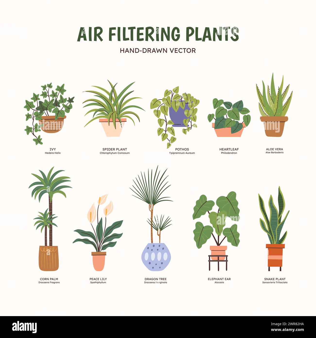 Clipart set of airpurifying plants for indoor spaces. Plants drawing