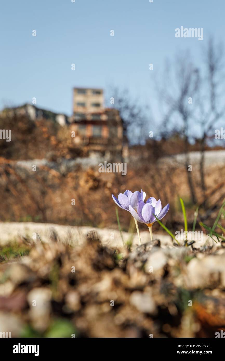 Crocus pulchellus or hairy crocus early spring purple flower after the wildfires, near zinc mines Kirki Evros Greece, nature reborn Stock Photo