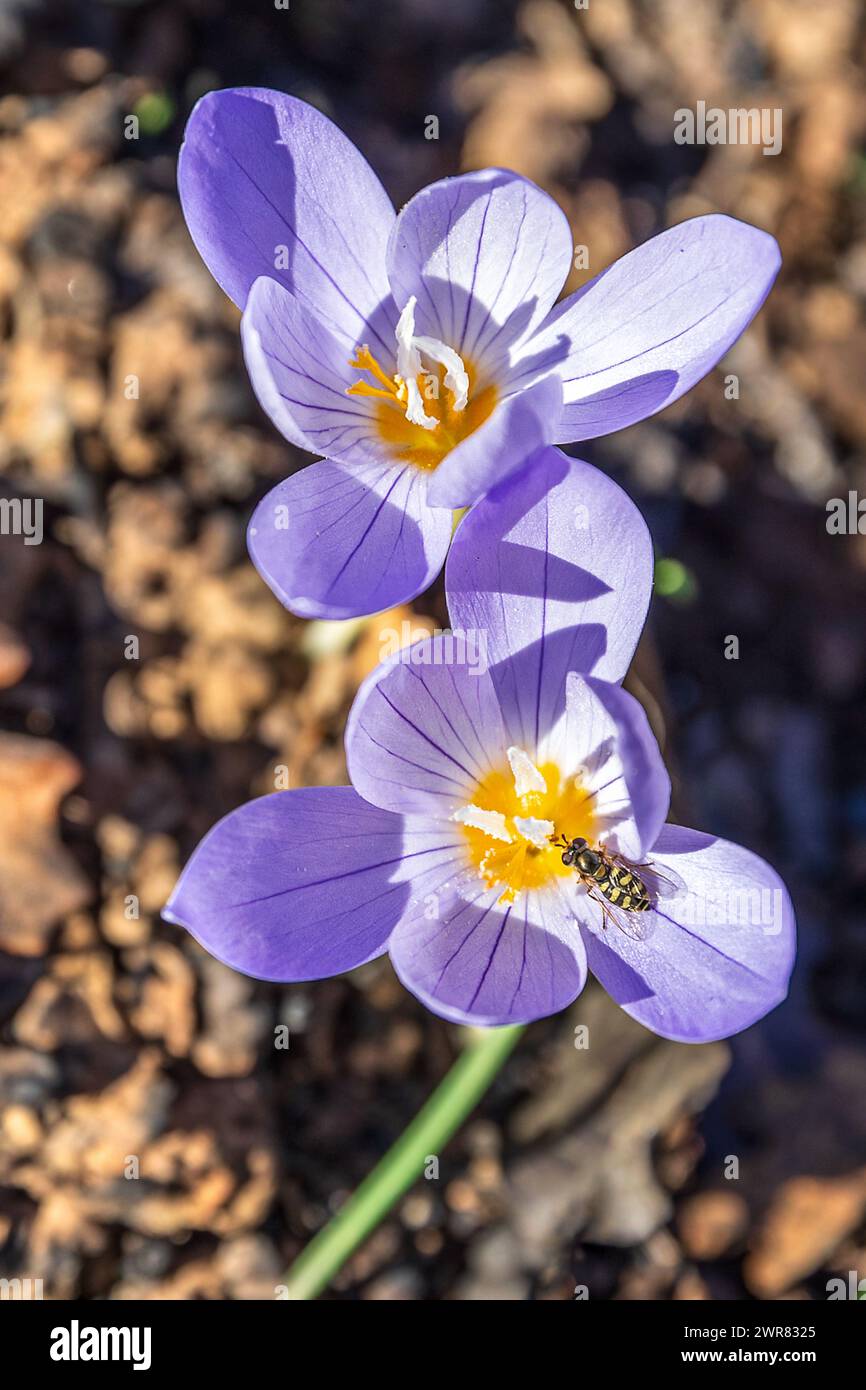 Macro shot of crocus pulchellus or hairy crocus early spring purple flower, yellow bee Stock Photo