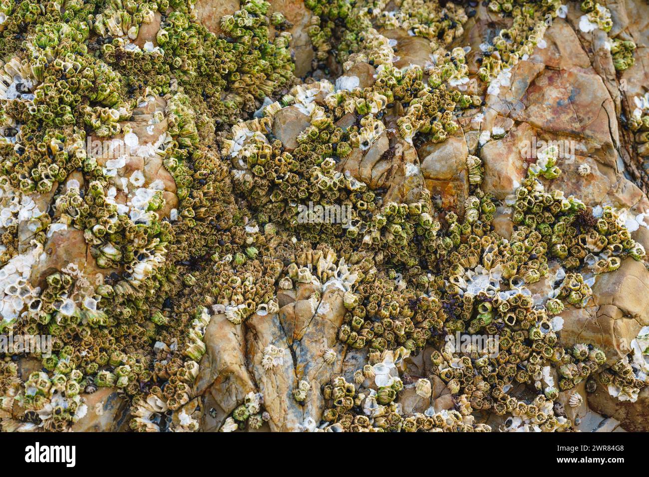 Acorn barnacles, also called rock barnacles, or sessile barnacles,symmetrical shells attached to rocks at Avila Beach, California Stock Photo