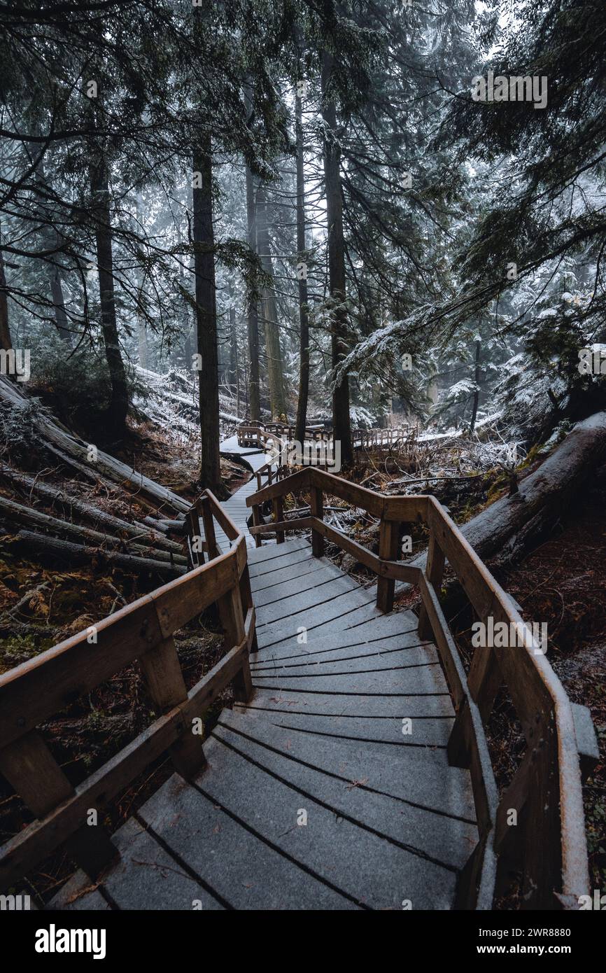 Part of the Boardwalk stairs in the Giant Cedar Boardwalk trail in BC ...