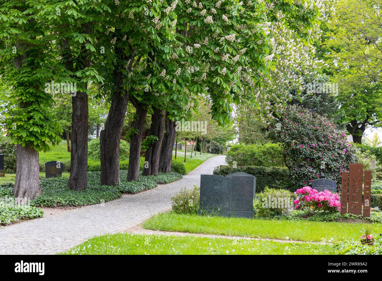 Halballee mit blühenden Weißen Rosskastanien Aesculus hippocastanum auf dem Trinitatisfriedhof in Riesa, Sachsen,, Deutschland *** Half avenue with fl Stock Photo