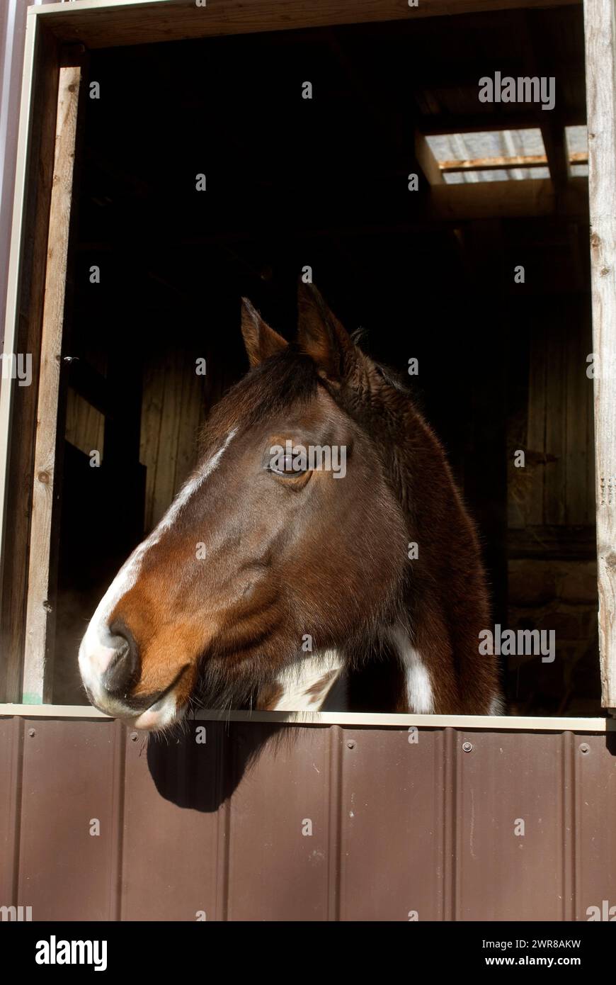 Horse portrait of pretty paint thoroughbred cross horse looking out of