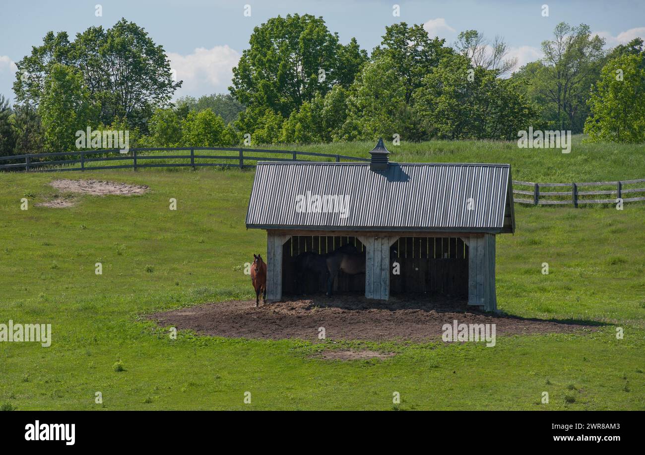 Horses in and beside two door run in shed in pasture paddock field at rural barn boarding equestrian facility wooden fence and trees in background hor Stock Photo
