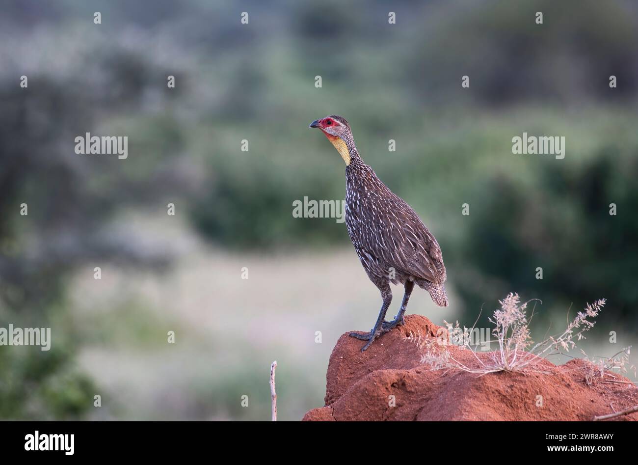 Yellownecked spurfowl (Pternistis leucoscepus) proclaiming territory