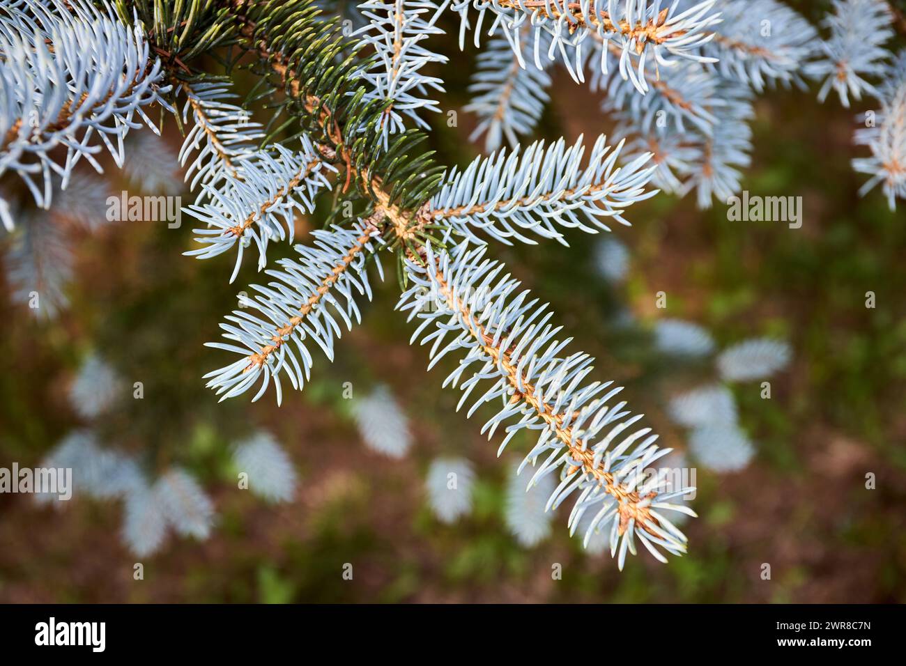 Blue spruce Picea pungens or green spruce Colorado spruce or Colorado blue spruce coniferous evergreen tree branches. Natural floral background of Stock Photo