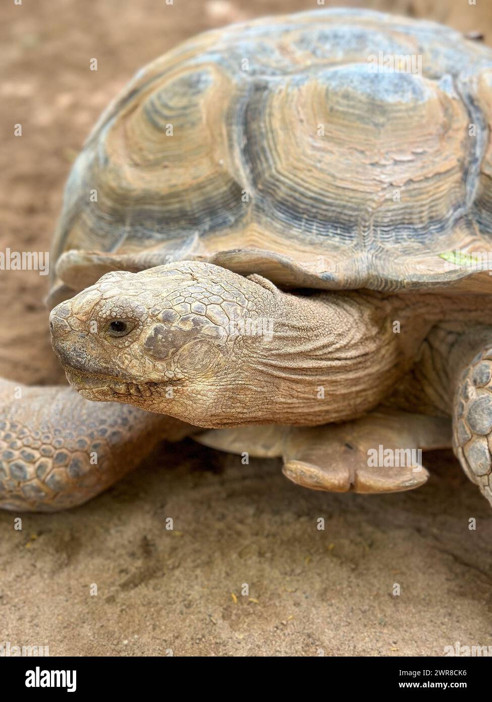 Upside down turtle hi-res stock photography and images - Alamy