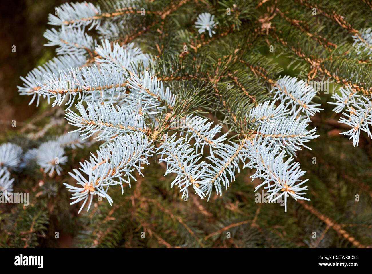 Blue spruce Picea pungens or green spruce Colorado spruce or Colorado blue spruce coniferous evergreen tree branches. Natural floral background of Stock Photo