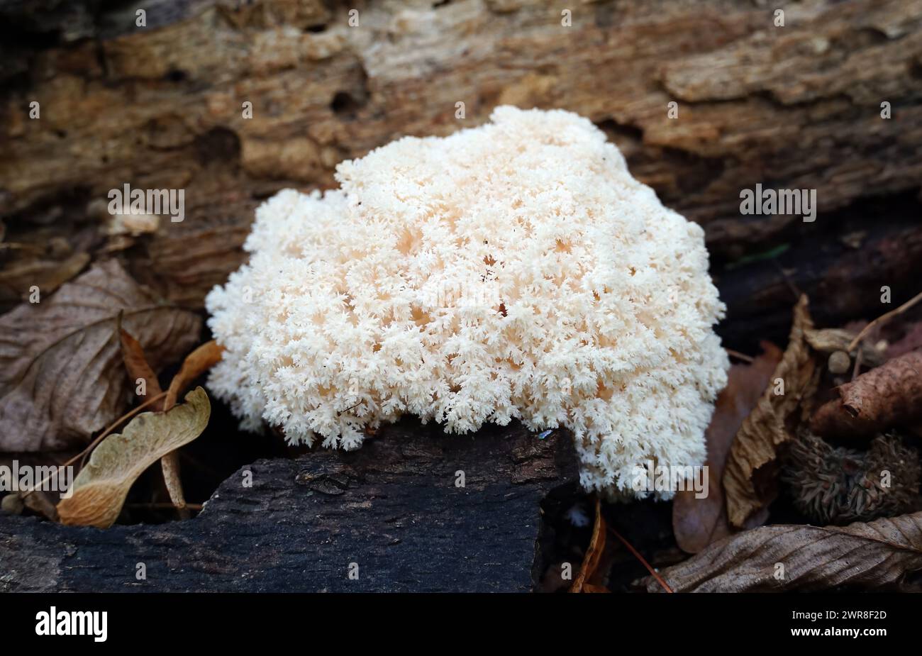 coral tooth fungus, comb coral mushroom, Ästiger Stachelbart, Hericium coralloides, közönséges petrezselyemgomba, Hungary, Magyarország, Europe Stock Photo