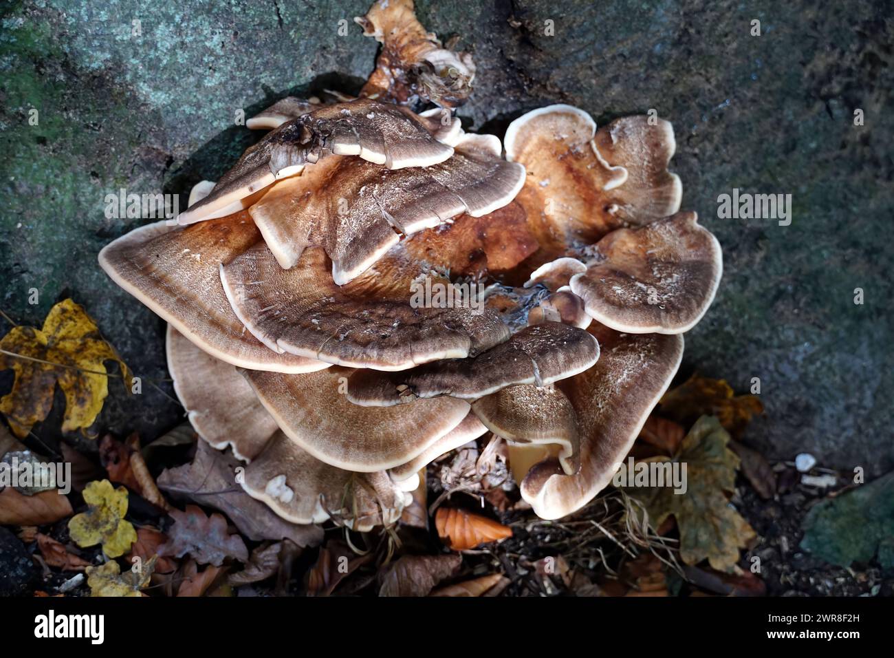 Giant Polycore Lon 18 95993900 hi-res stock photography and images - Alamy