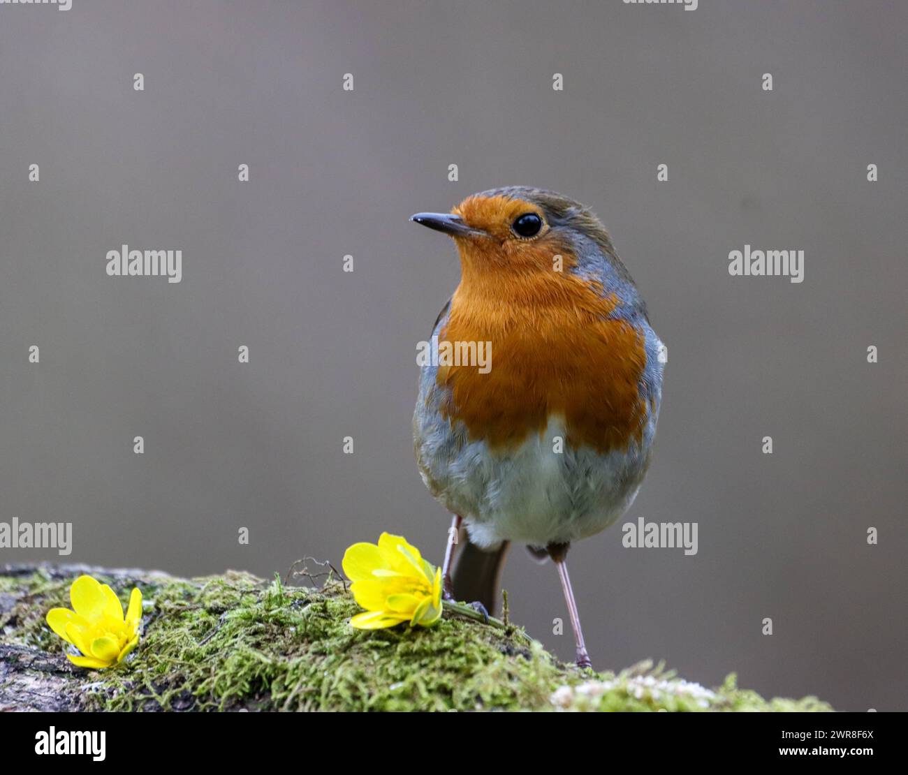 Black Robin Rocking Black robin hi-res stock photography and images - Alamy