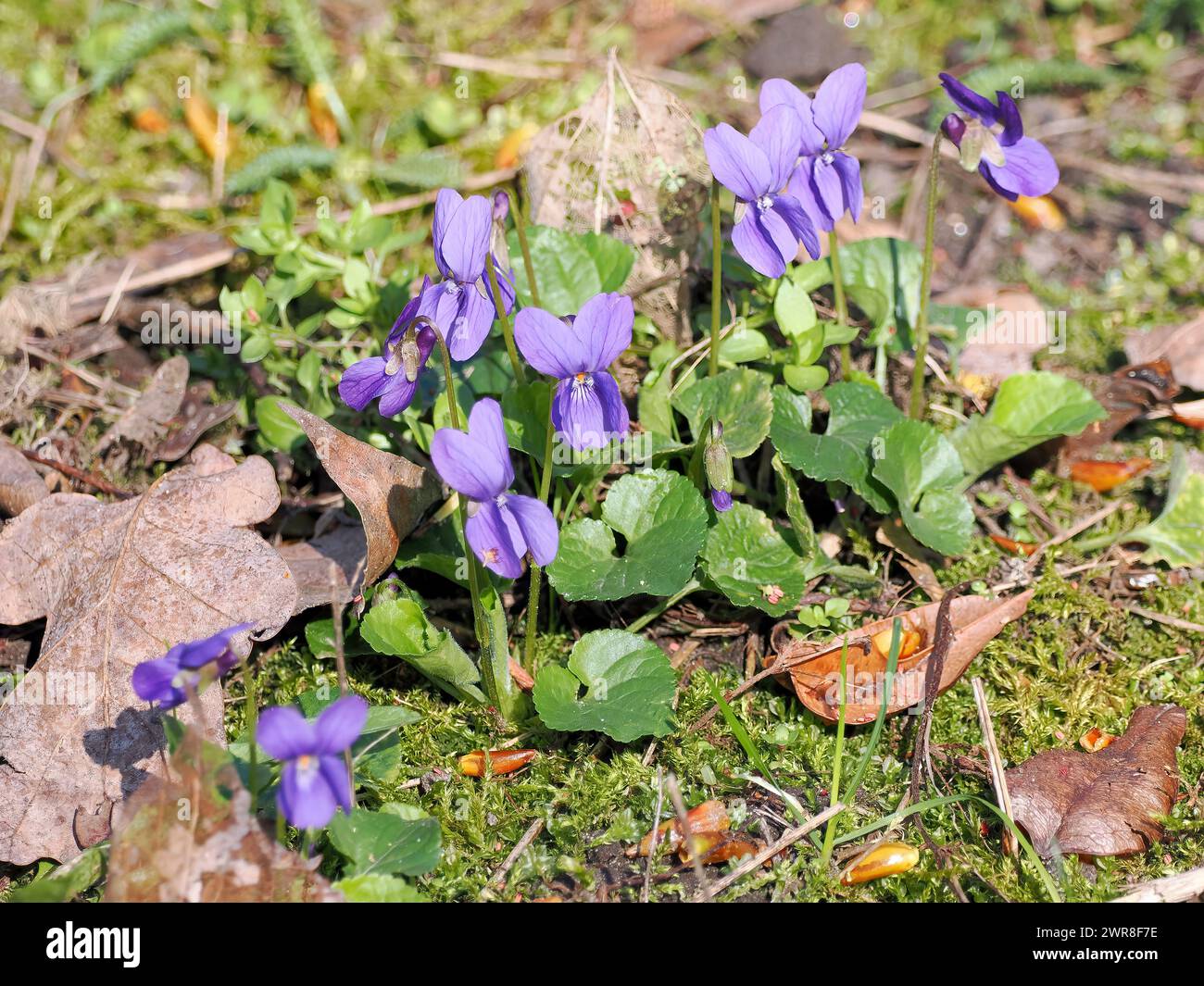 wood violet, sweet violet, common violet, Duftveilchen, Violette odorante, Viola odorata, illatos ibolya, Budapest, Hungary, Magyarország, Europe Stock Photo