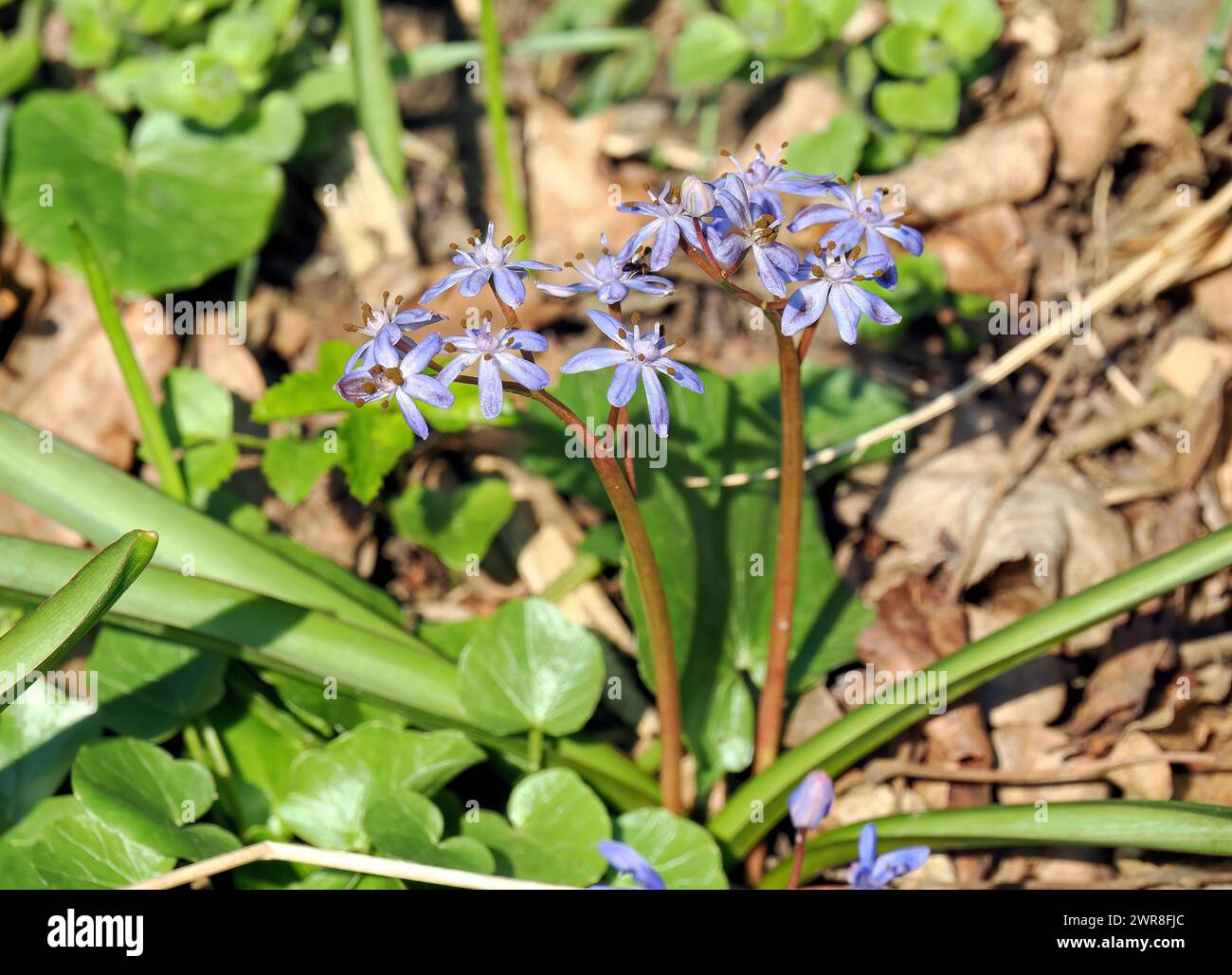 squill, Blaustern, Scilla vindobonensis, ligeti csillagvirág, Hungary, Magyarország, Europe Stock Photo