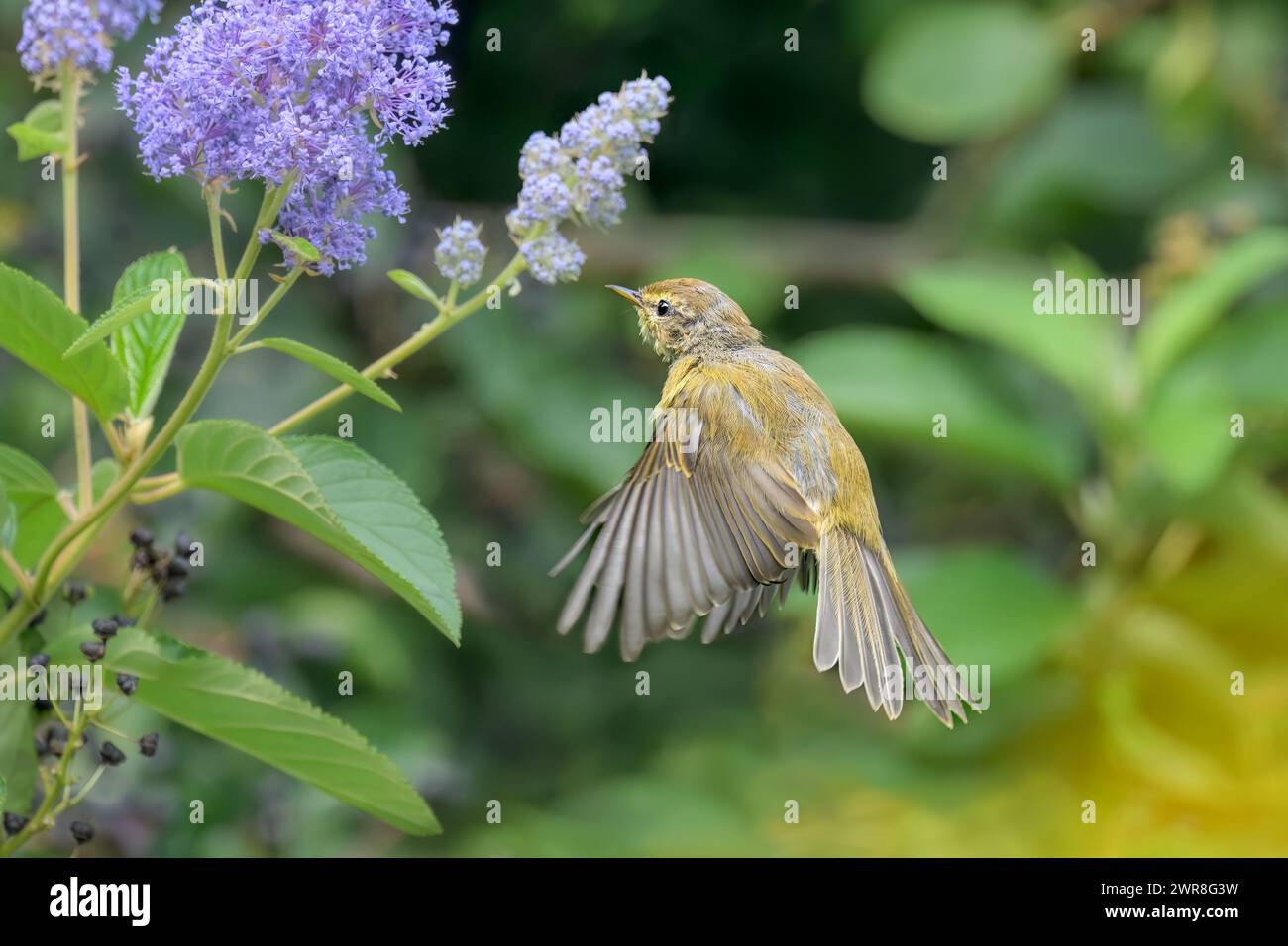 Common chiffchaff bird, Phylloscopus collybita, looking for food and insects in a flowering shrub, Germany Stock Photo
