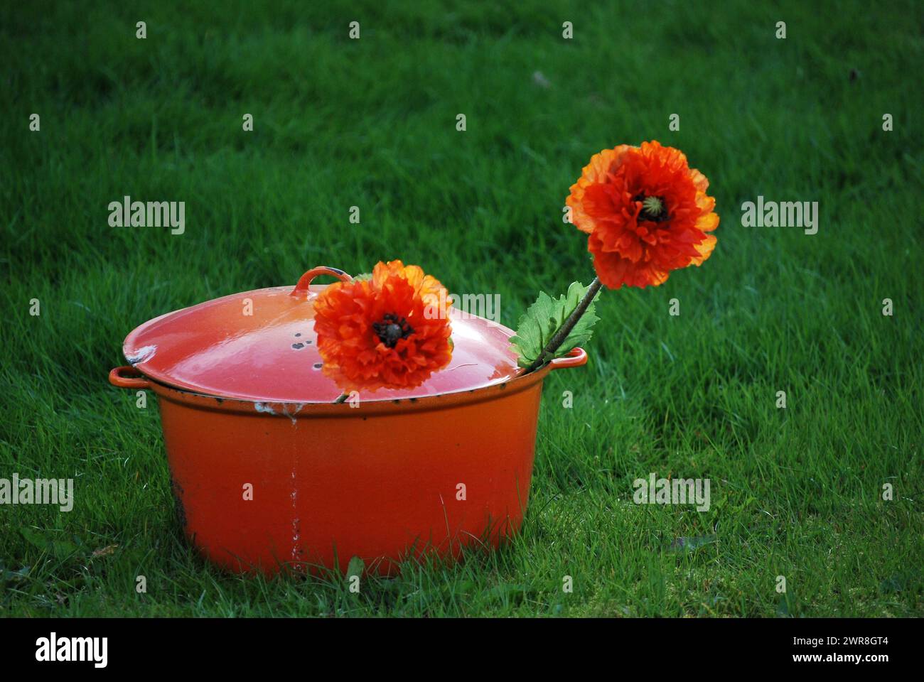 expanse of grass, green lawn with orange pot and an orange flower Stock Photo
