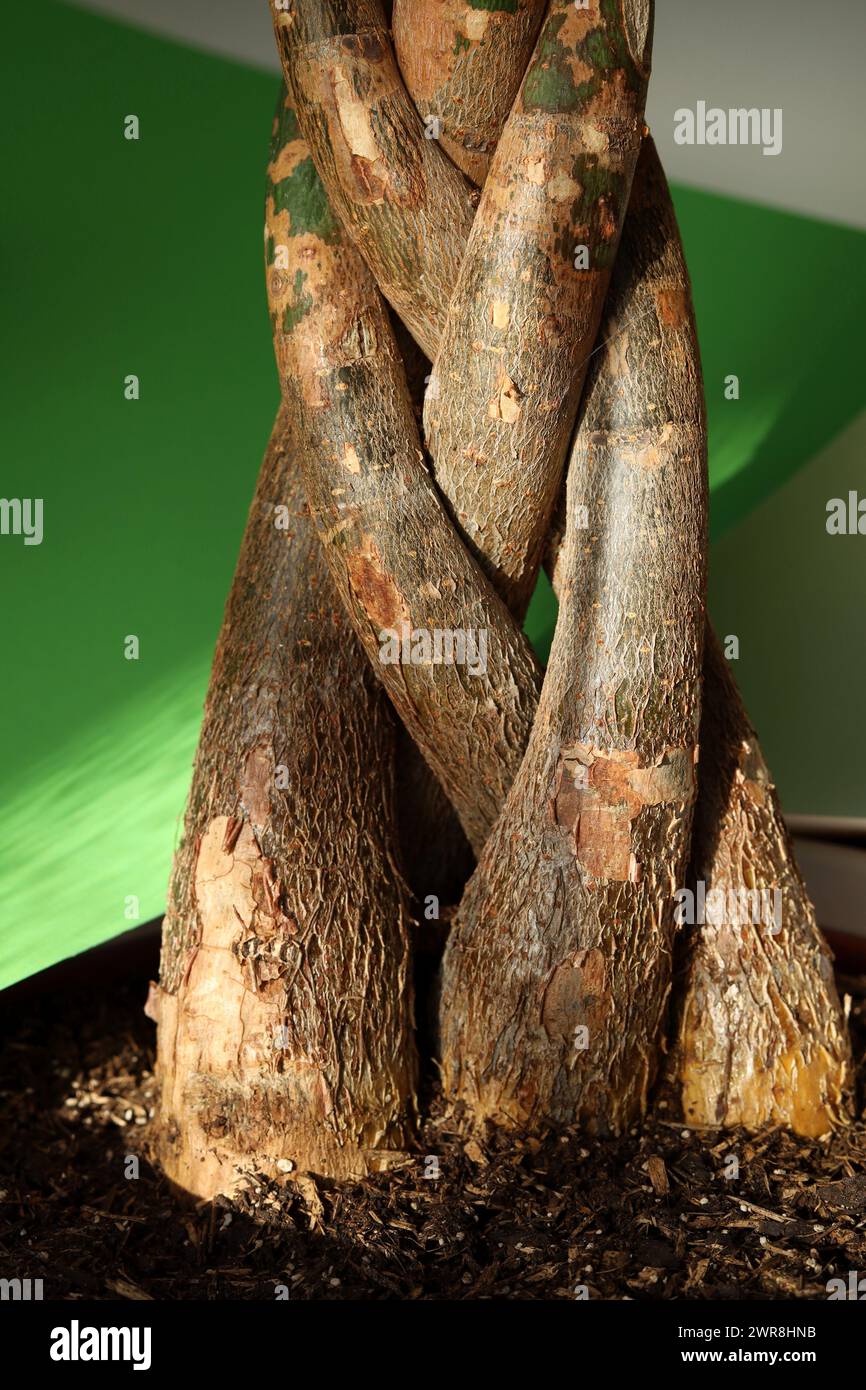 A braid made of Pachira tree trunks Stock Photo Alamy