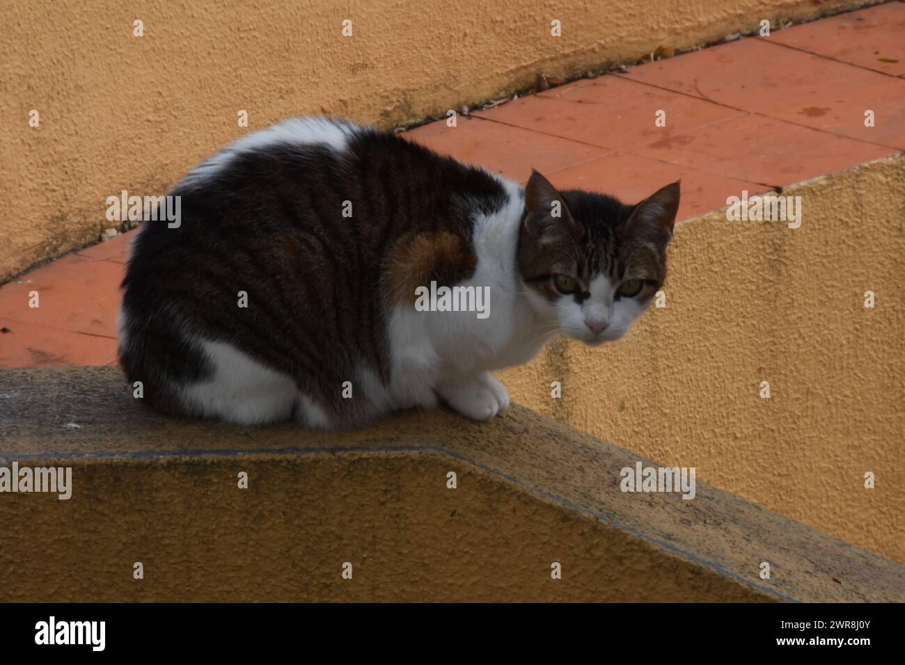 Un chat rencontré à Faro Stock Photo
