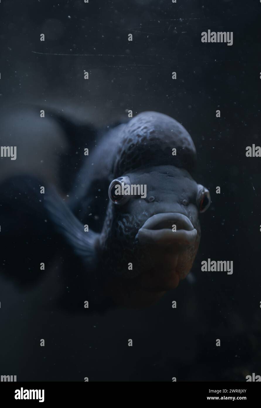 Making fish face hi-res stock photography and images - Alamy