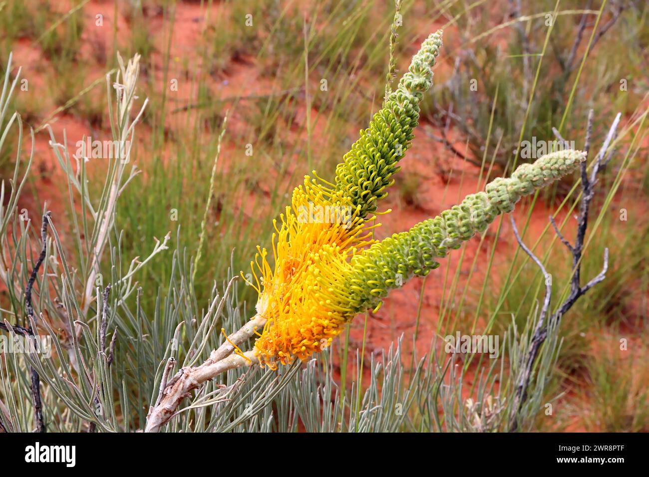 Yellow Flame or desert Grevillea (Grevillea eriostachya) growing in the red center of Australia Stock Photo