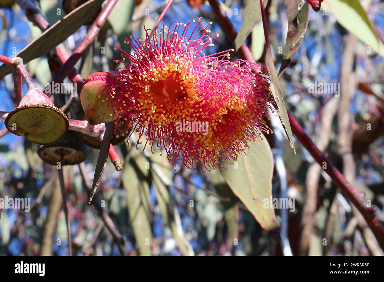 Eucalyptus caesia with flower, operculum and woody fruits endemic to Western Australia Stock Photo