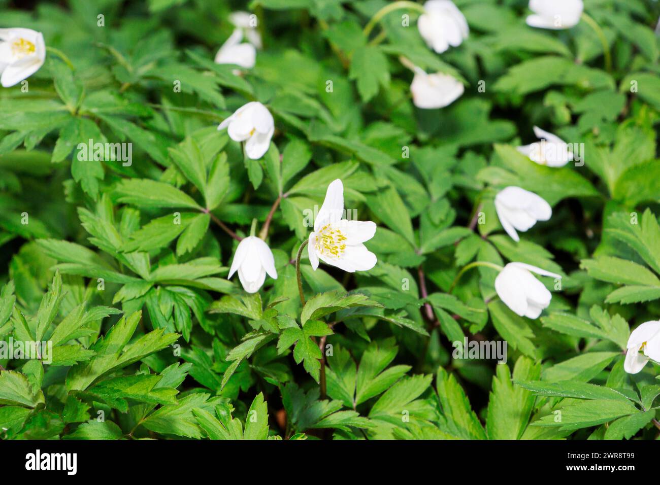 anemone flower, close-up, the first forest flowers Stock Photo