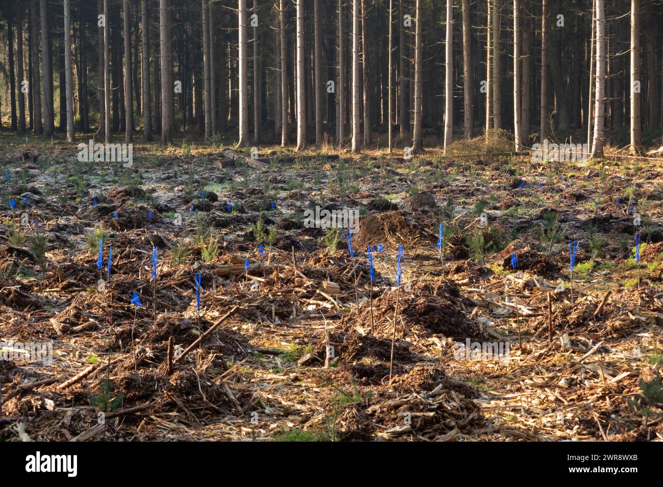 Just planted deciduous trees, equipped with blue browsing guards, plastic spikes protecting new growth from deer browsing. Stock Photo