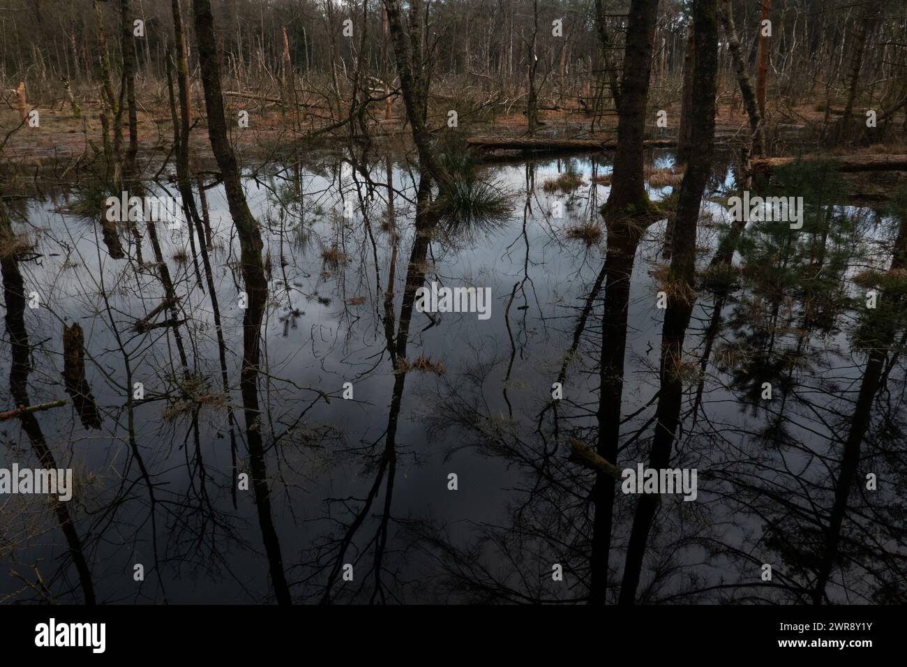 Drowning forest: dead Birches and some pines reflected in dark, gloomy water Stock Photo