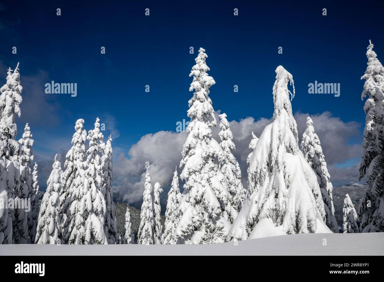 WA25075-00...WASHINGTON - Snow covered trees after a winter storm in the Cascade Mountains near High Hut in the Mount Tahoma Trails area. Stock Photo