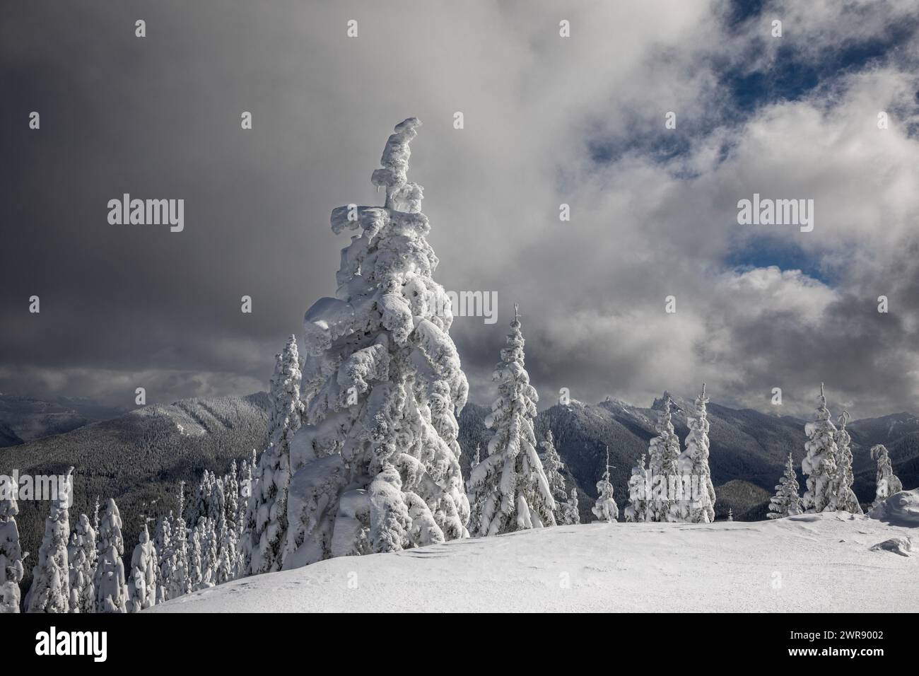 WA25077-00...WASHINGTON - Snow covered trees and view of the Sawtooth Ridge from High Hut in the Mount Tahoma Trails area Stock Photo