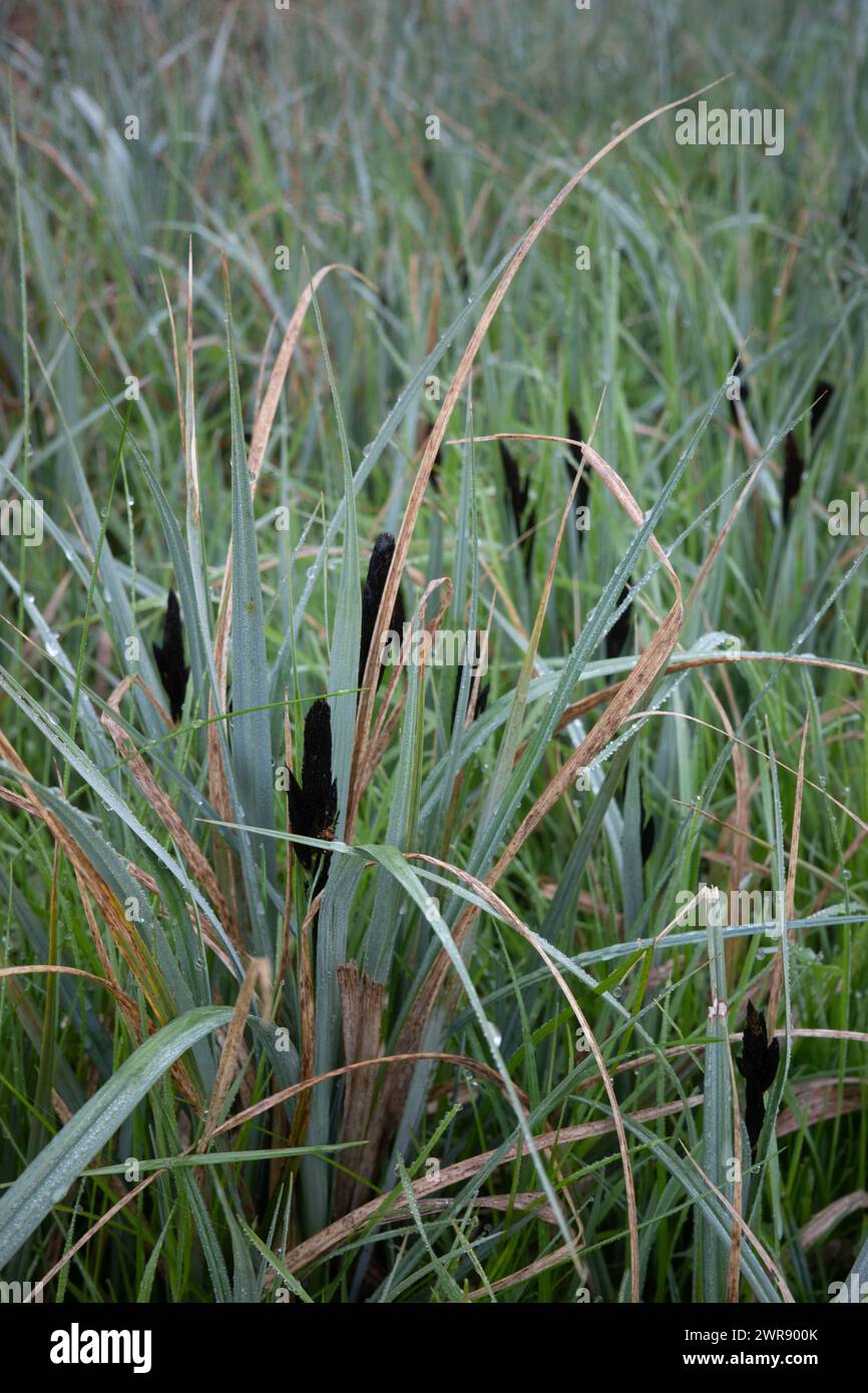 Black/Common Sedge Carex nigra, Oxfordshire, UK Stock Photo