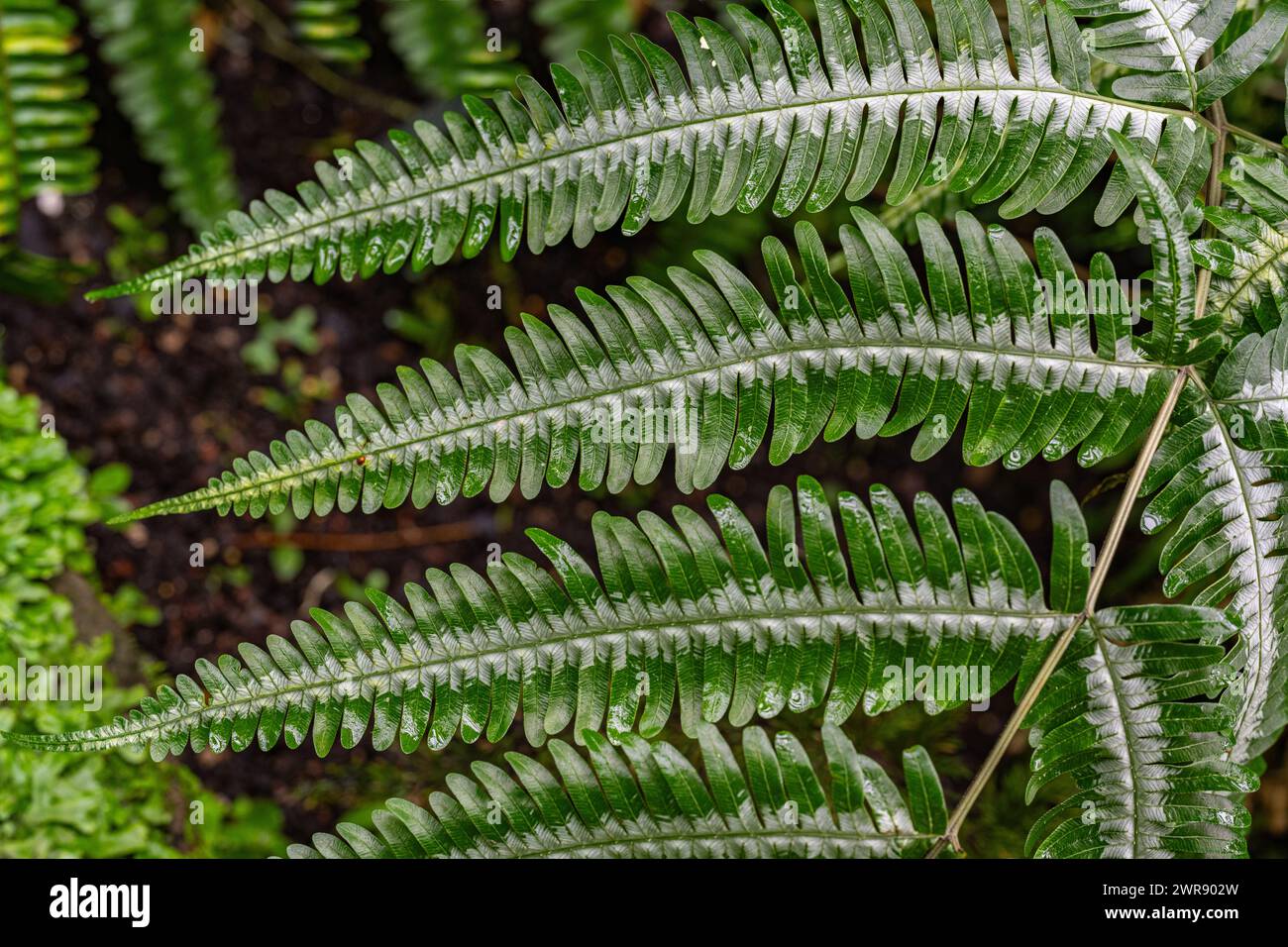 Pteris argyraea (silver brake fern). Leaf in white and green Stock Photo