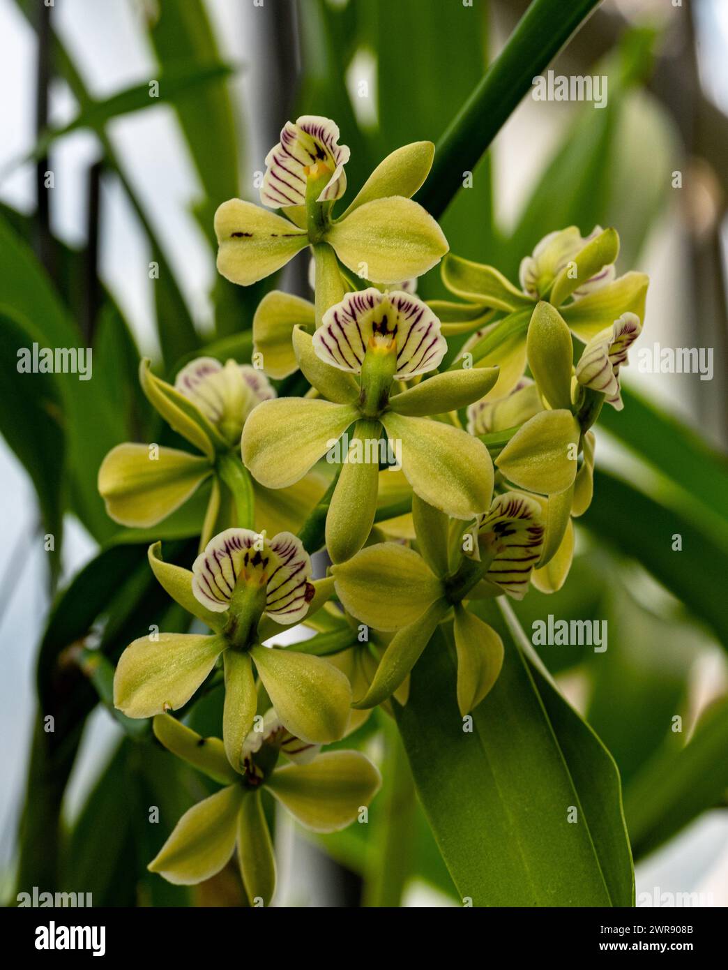 Prosthechea radiata flowers (Syn Encyclia radiata). From Central America Stock Photo