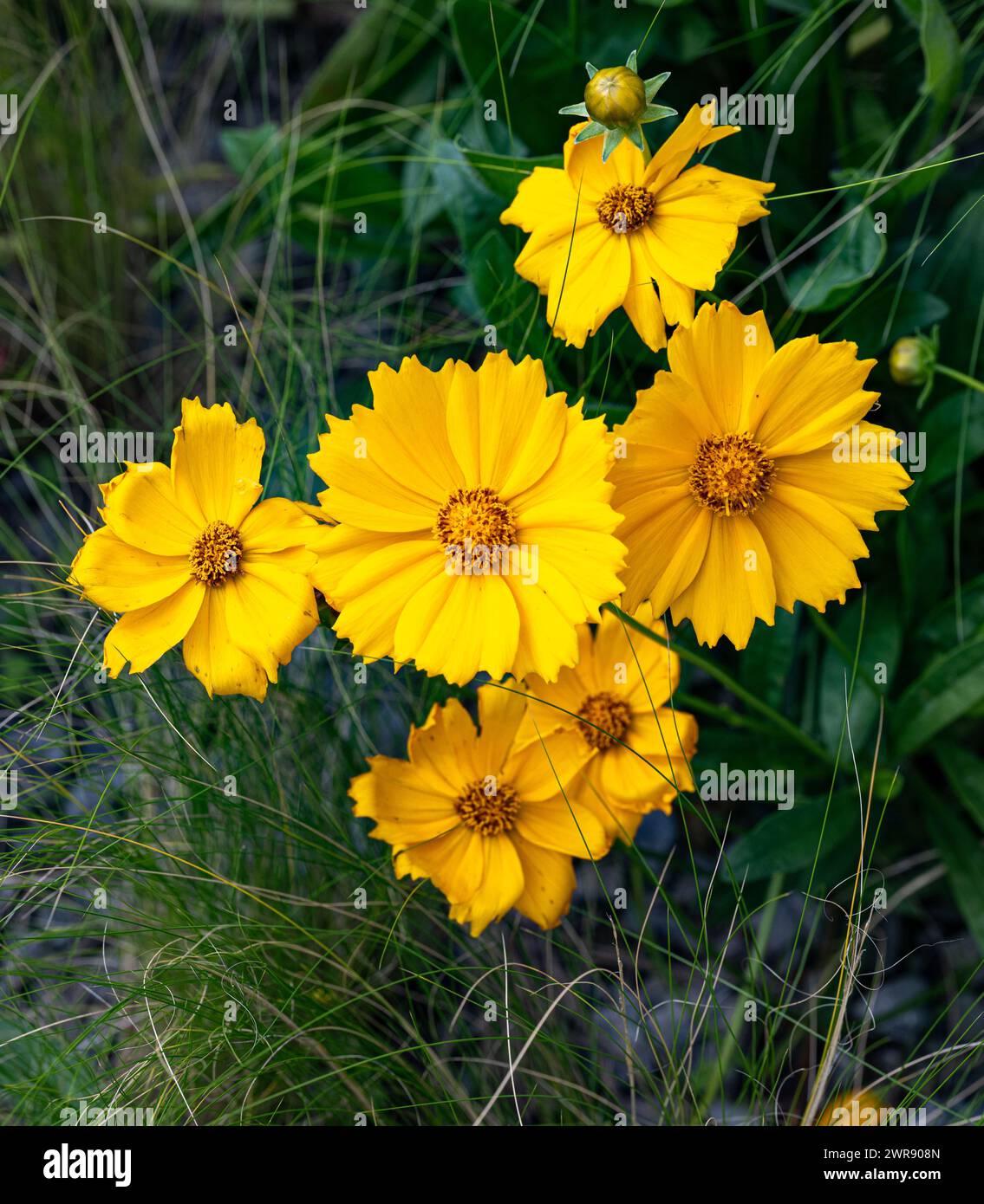 Coreopsis lanceolata, commonly known as lanceleaf coreopsis. It is native to the eastern and central parts of the United States and naturalized in Can Stock Photo