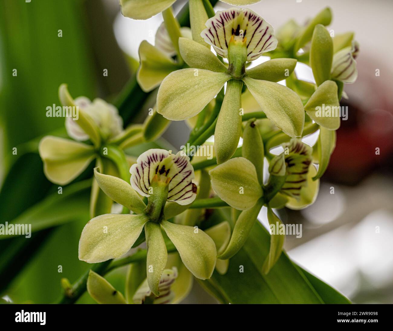Prosthechea radiata flowers (Syn Encyclia radiata). From Central America Stock Photo