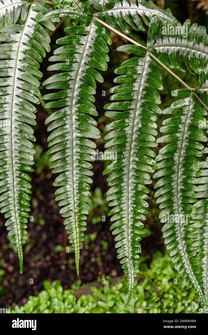 Pteris argyraea (silver brake fern). Leaf in white and green Stock Photo