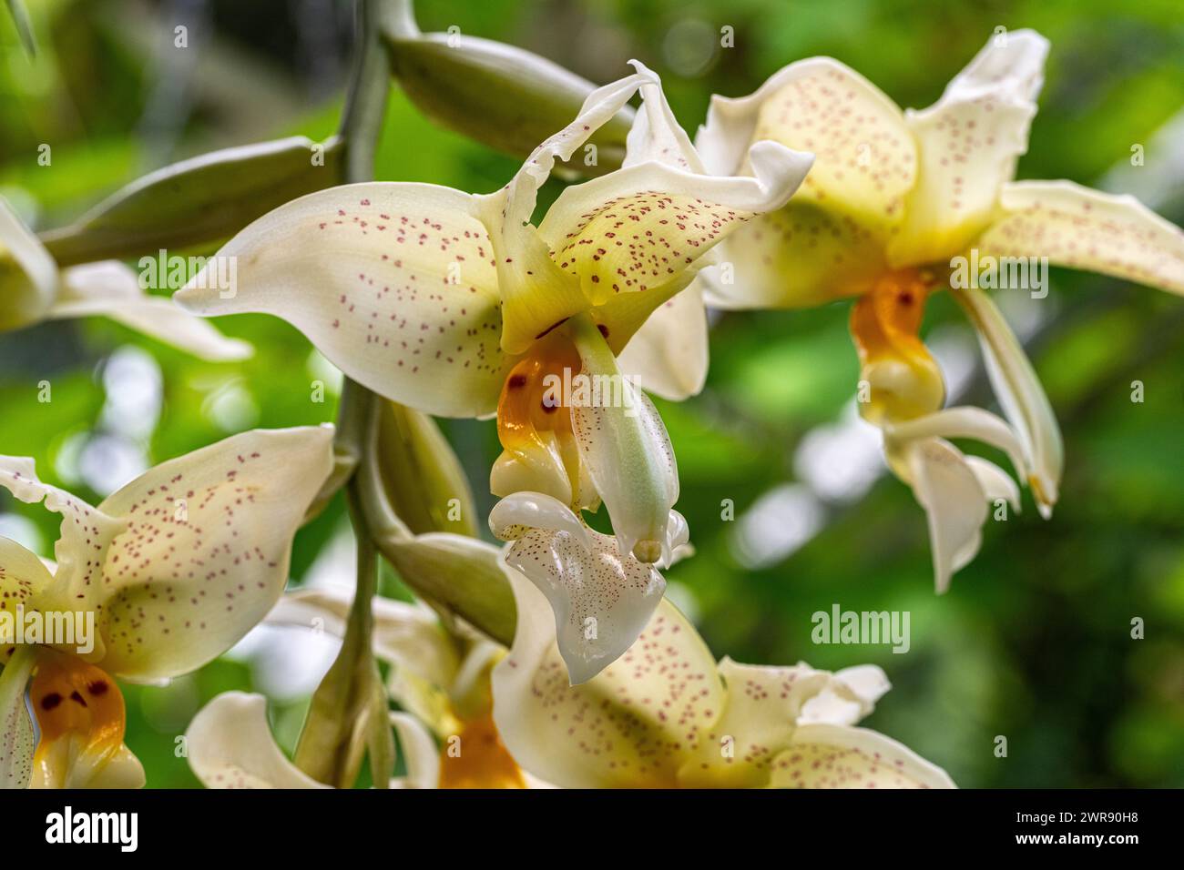 Stanhopea costaricensis is a species of orchid endemic to Central America (Costa Rica, El Salvador) Stock Photo
