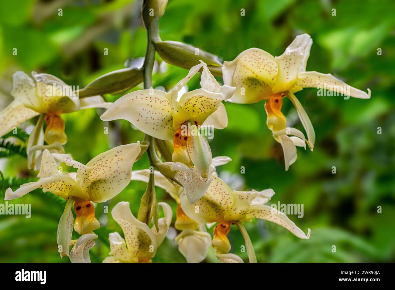 Stanhopea costaricensis is a species of orchid endemic to Central America (Costa Rica, El Salvador) Stock Photo