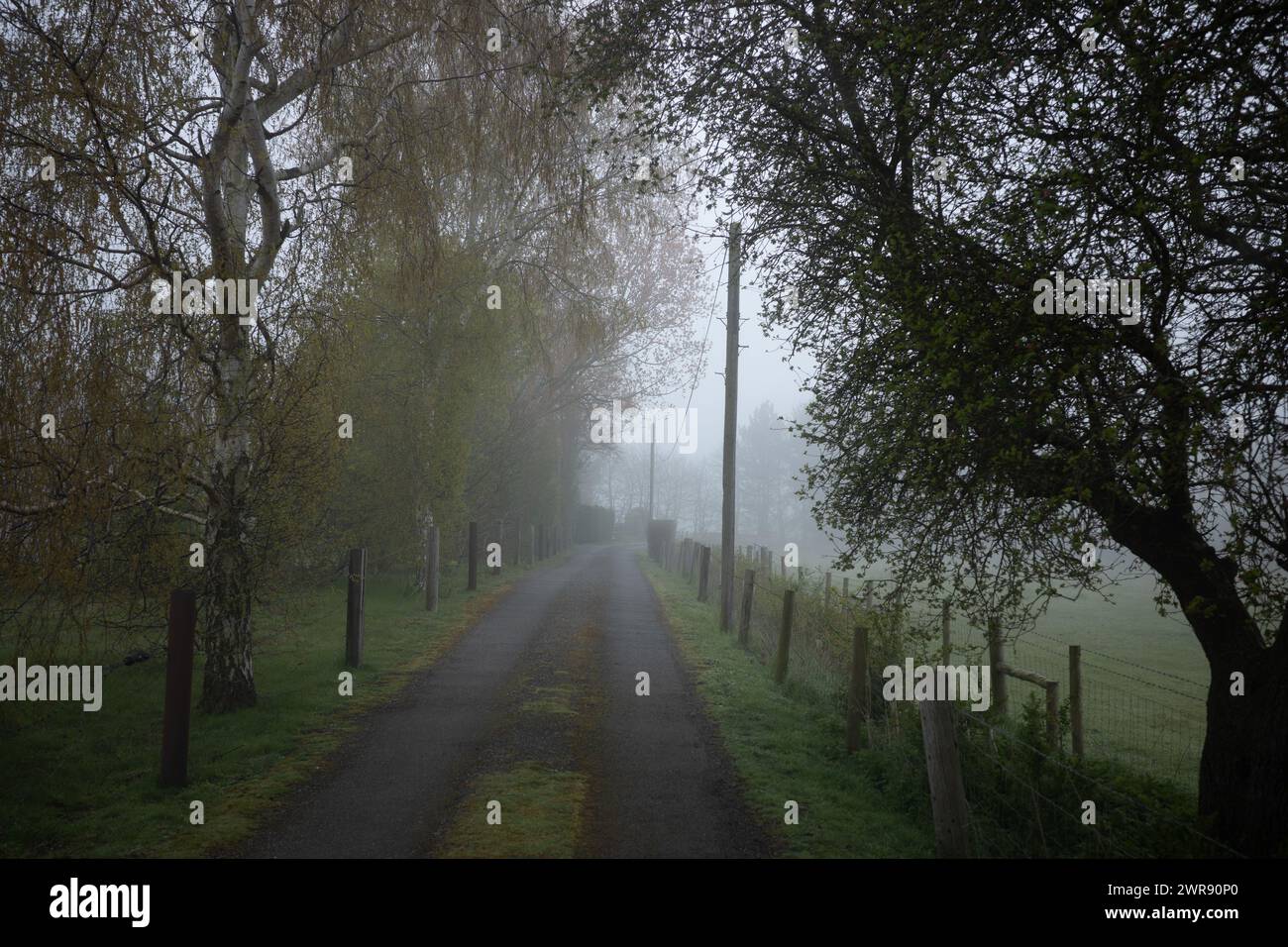Small metalled road in light mist Stock Photo
