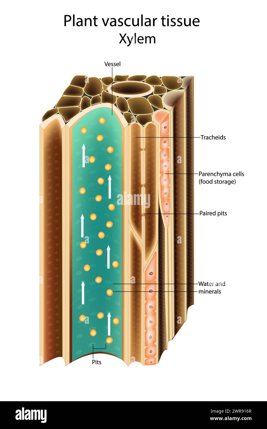 Xylem Parenchyma Cell Diagram