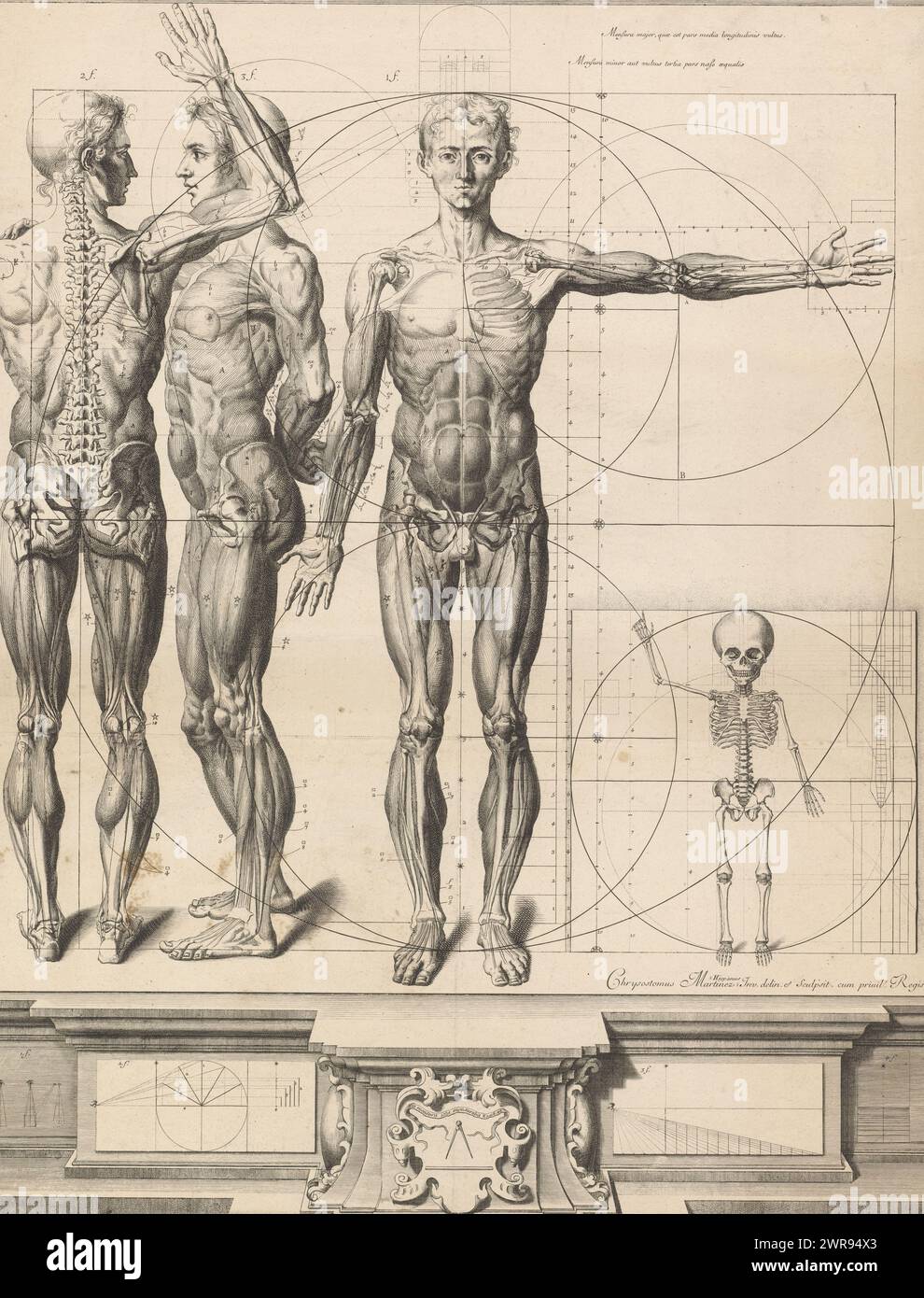 Anatomy print with three views of a man and a child's skeleton, Nouvelles figures de proportions et d'anatomie du corps humain, The proportions of the body indicated with circles., print maker: Crisóstomo Alejandrino José Martínez y Sorlí, after own design by: Crisóstomo Alejandrino José Martínez y Sorlí, Franse kroon, 1638 - 1694, paper, etching, height 685 mm × width 520 mm, print Stock Photo