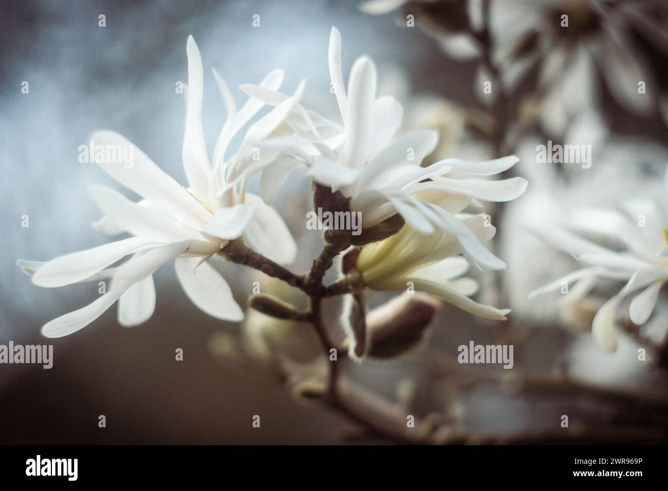 Close up of Star Magnolias (Magnolia stellata) against a defocused background Stock Photo