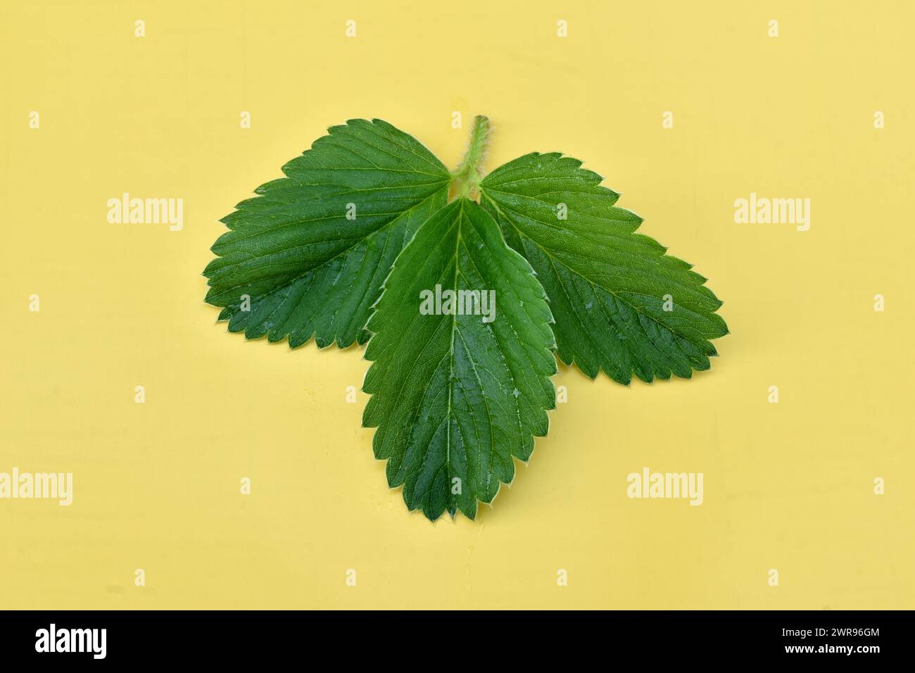 Green leaves of strawberries lie on a yellow background. Stock Photo