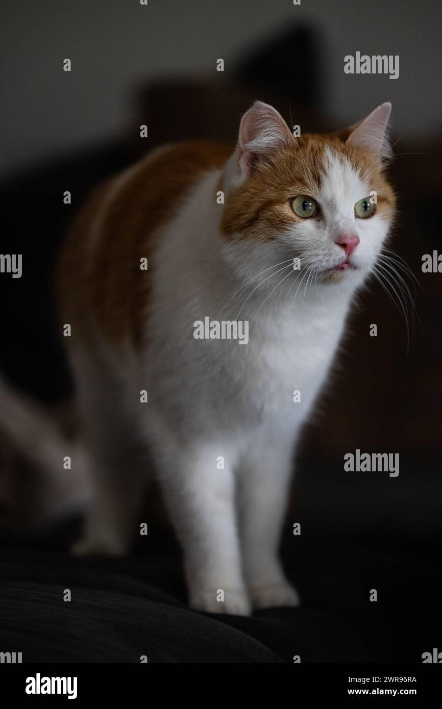 An orange and white cat perched on a couch Stock Photo - Alamy