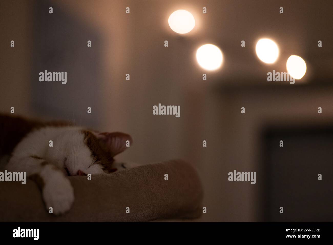 A white kitten peacefully napping on a chair with its head resting on a cushion Stock Photo
