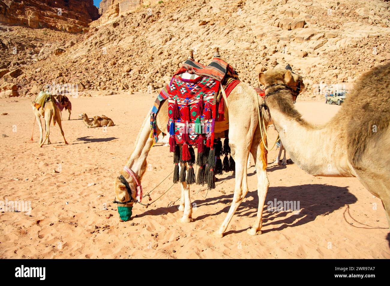 Camels in Desert Wadi Rum, The Valley of The Moon, Red Sand, Red ...