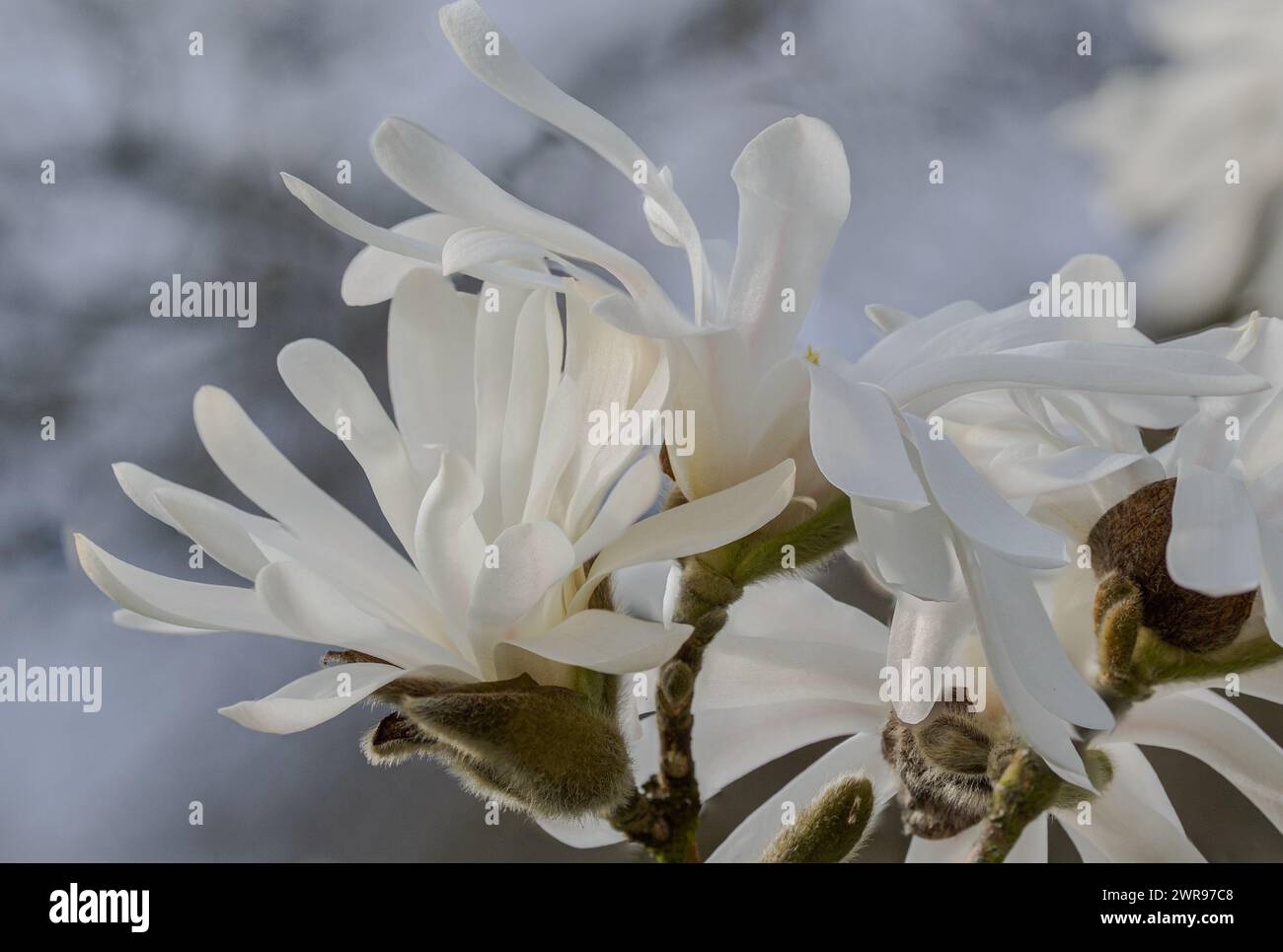 Close up of Star Magnolias (Magnolia stellata) against a defocused background Stock Photo