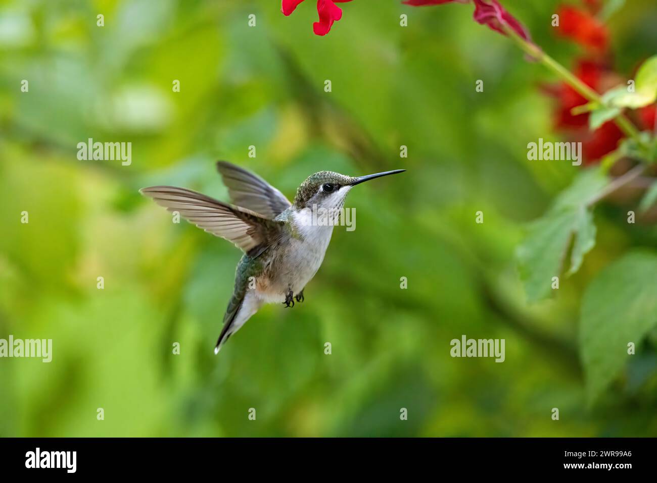 Female ruby throated hummingbird hovers in front of flower in summer garden Stock Photo