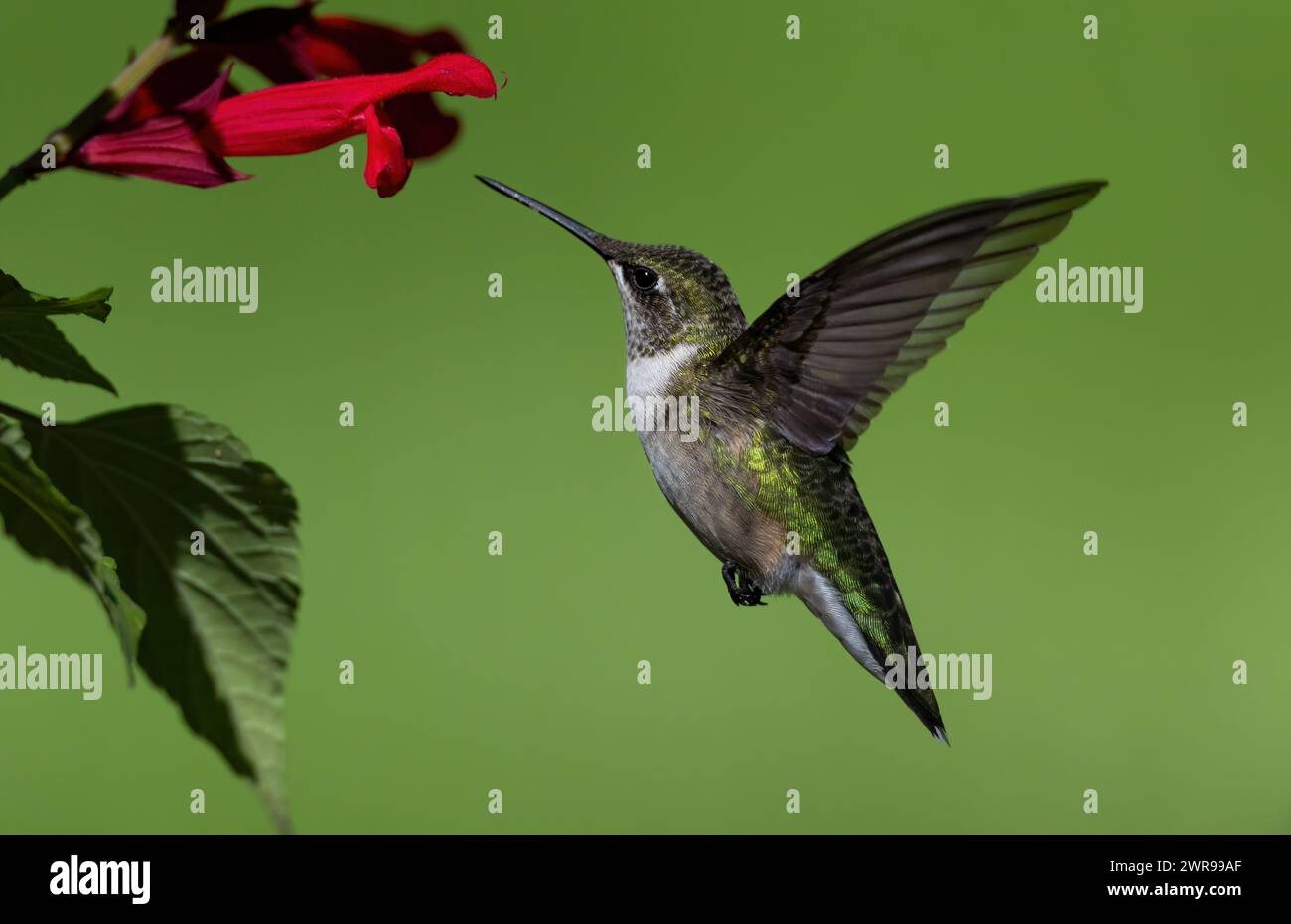 Ruby Throated Humming bird hovers by Honeysuckle Stock Photo