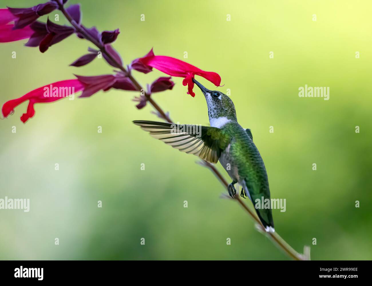 Hummingbird drinks nectar from flower while in flight Stock Photo